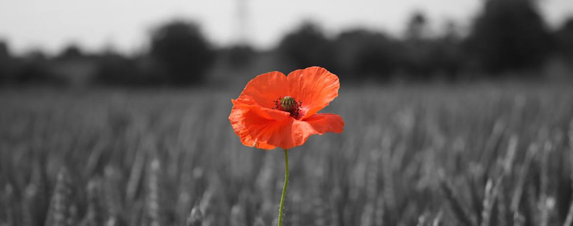 We will remember them